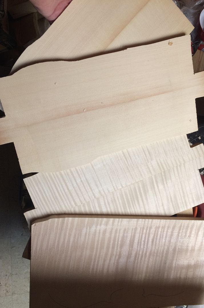 Prepared plates: European Maple and Spruce