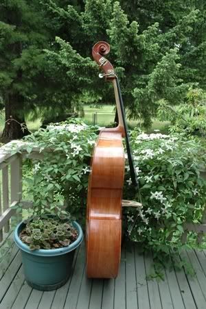 Double Bass Side View