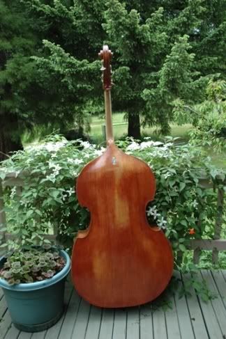 Double Bass Back View