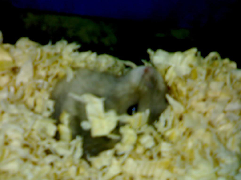 HỘI HAMSTER - HAMSTER CLUB