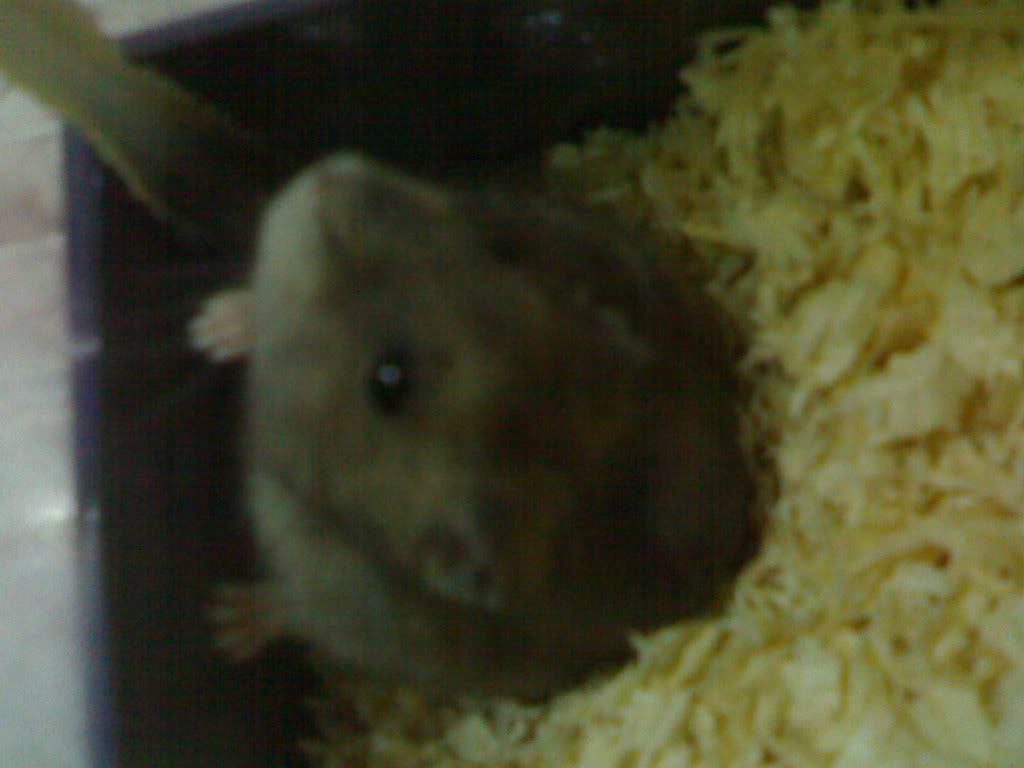 HỘI HAMSTER - HAMSTER CLUB - 3