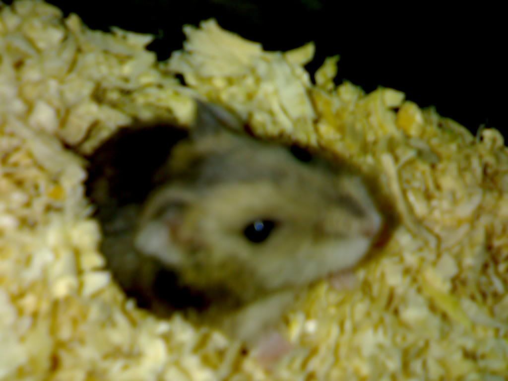 HỘI HAMSTER - HAMSTER CLUB - 1