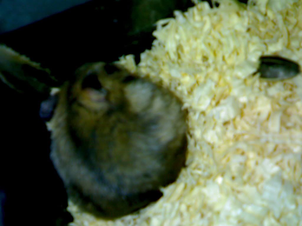 HỘI HAMSTER - HAMSTER CLUB - 4