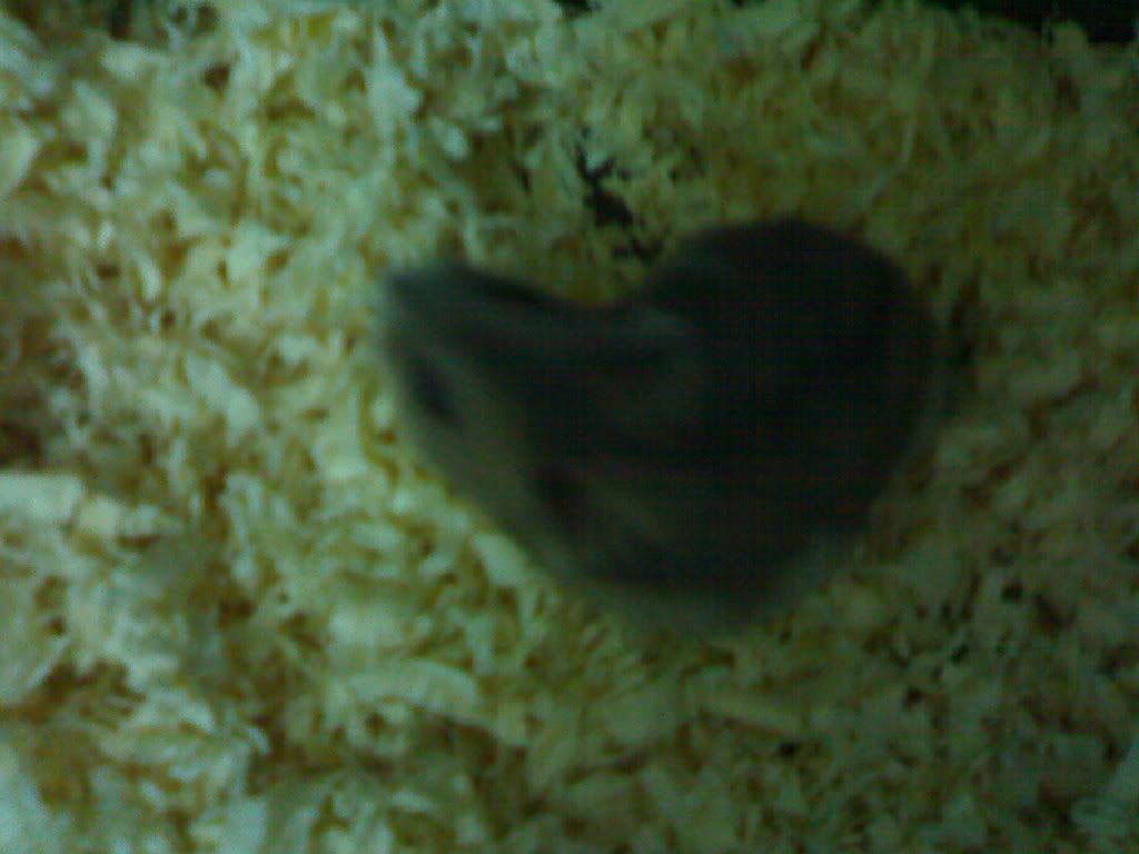 HỘI HAMSTER - HAMSTER CLUB - 2
