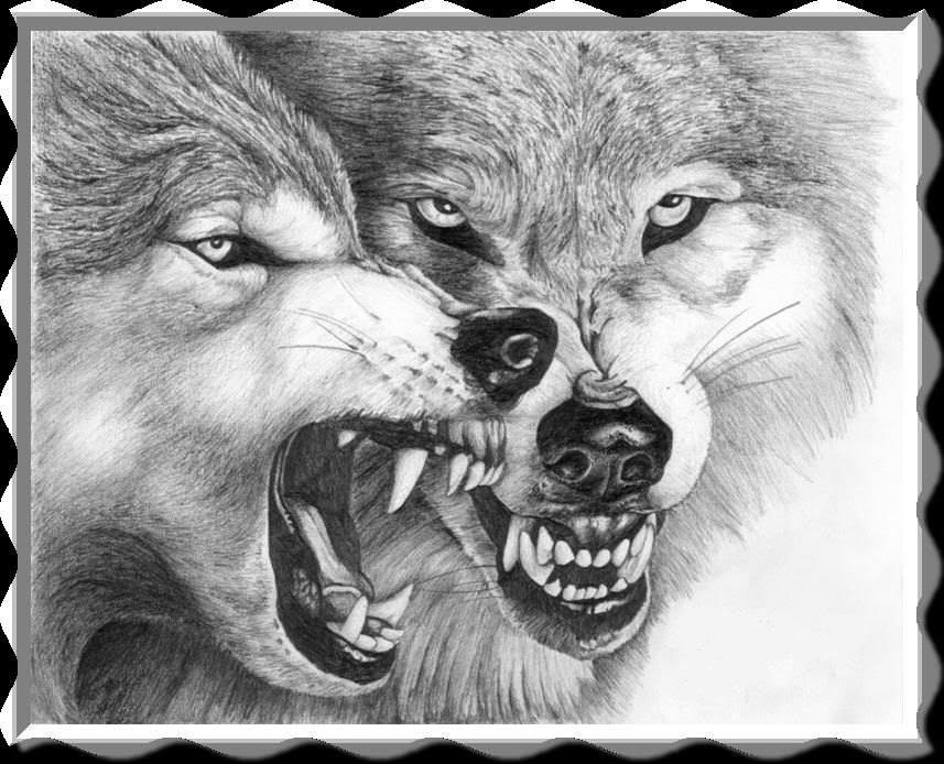 big angry wolves