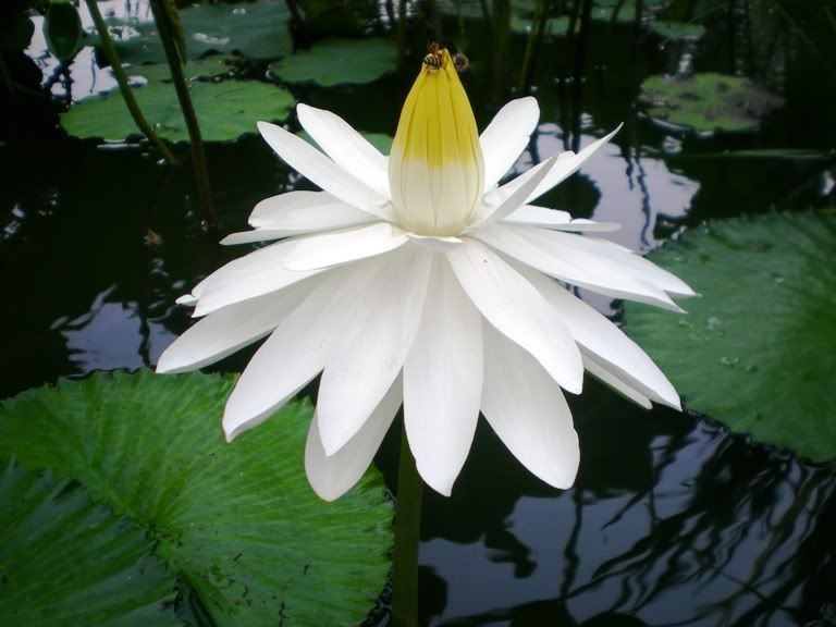 莲花