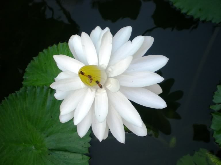 莲花