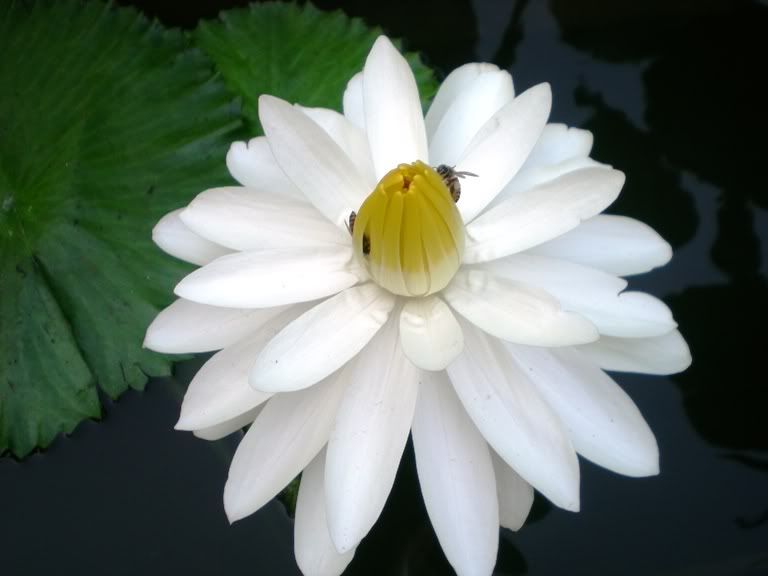 莲花