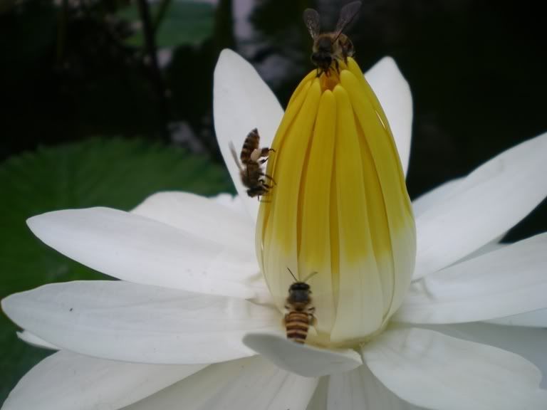 莲花