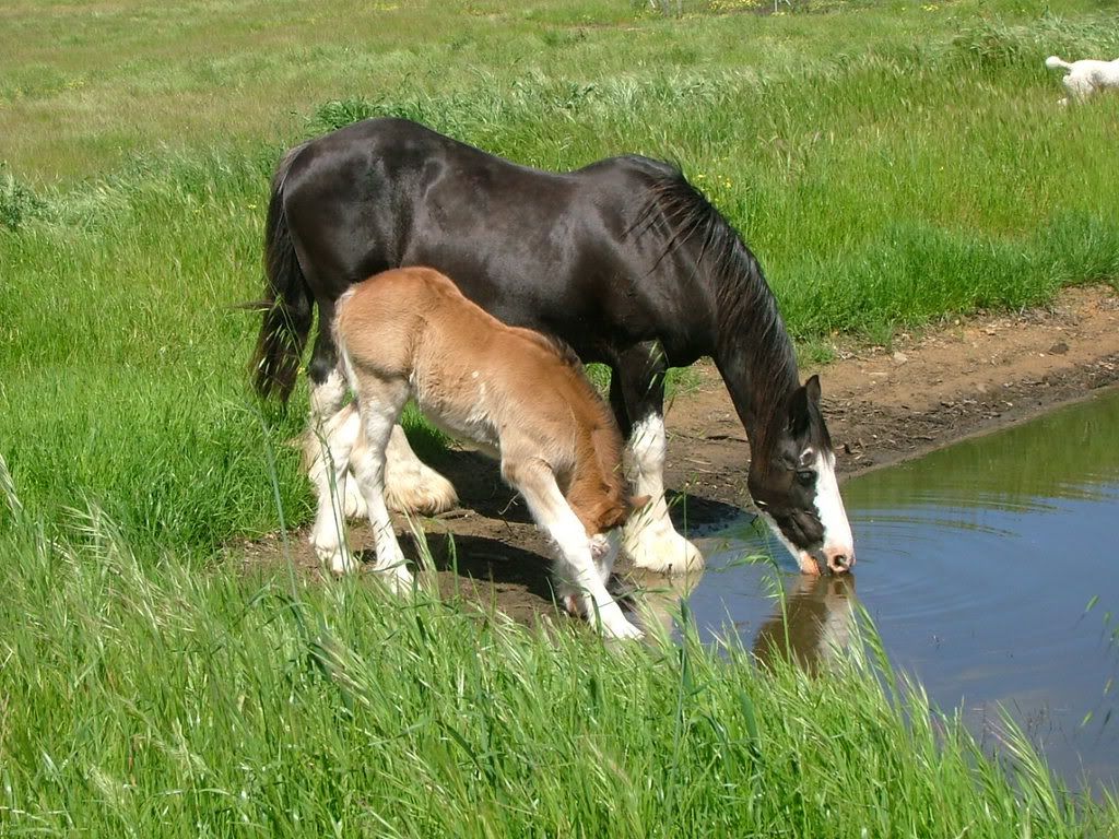 baby horse tableau
