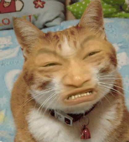 Bad Face Cat Pictures, Images and Photos