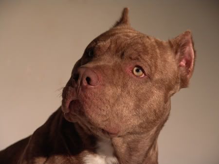 pitbull.jpg