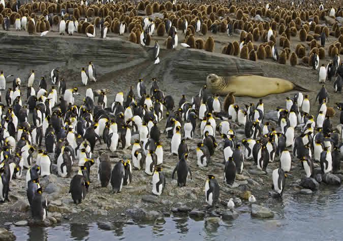 Elefantes-marinhos e pingüins fotos vida selvagem
