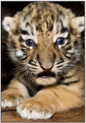  bebe tigre 