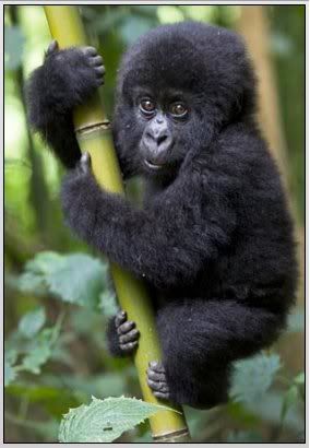  bebe gorila