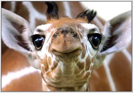 bebe girafa