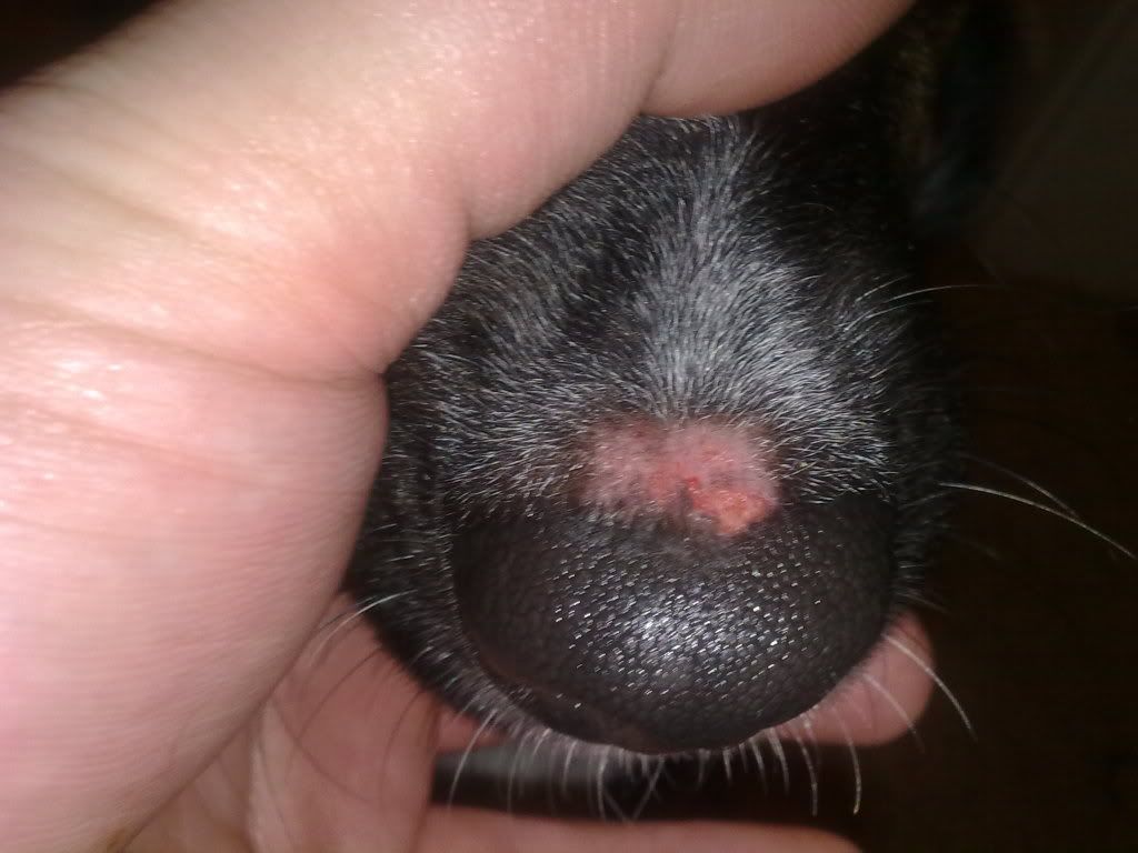 what-s-wrong-with-my-dogs-snout-pic-attached-pet-forums-community