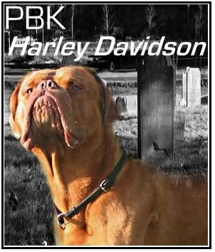 PBK Harley Davidson