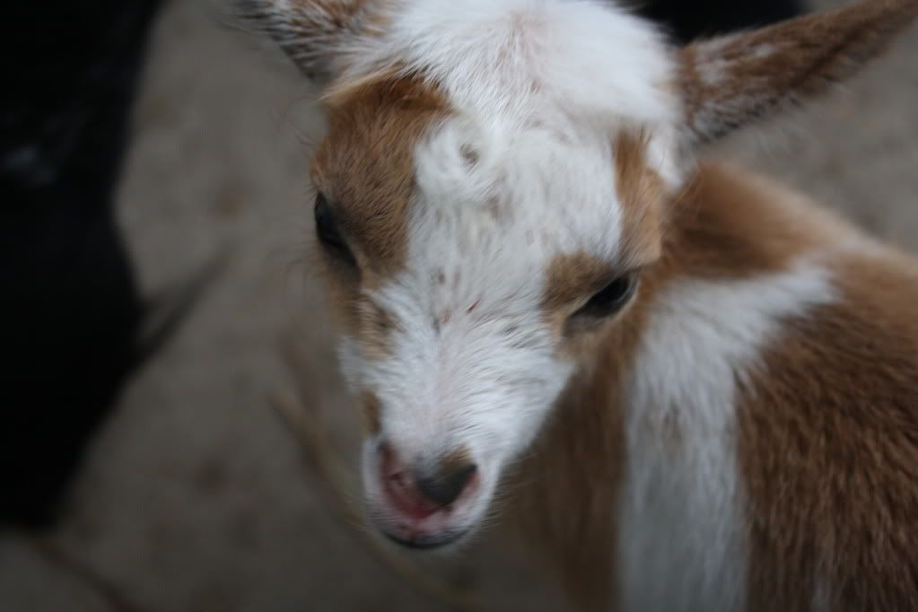 My first kidding with IO! Twins born 11.28.10 HUGE PICS! - Goats