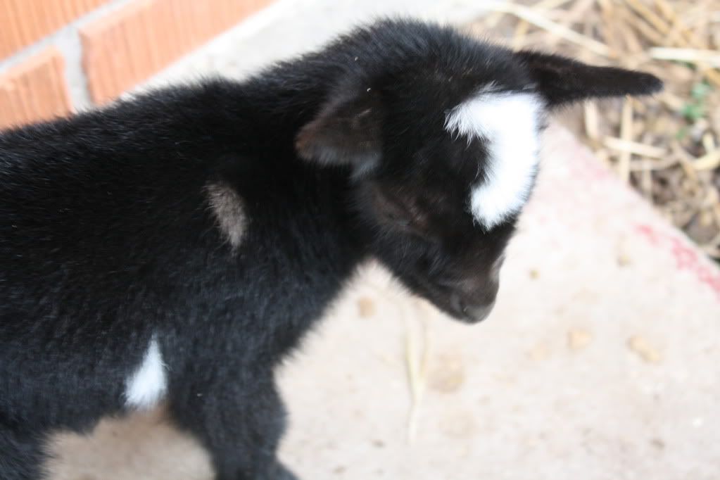 My first kidding with IO! Twins born 11.28.10 HUGE PICS! - Goats