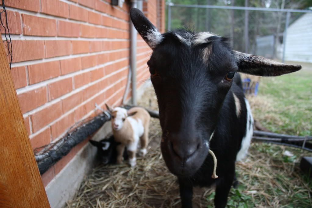 My first kidding with IO! Twins born 11.28.10 HUGE PICS! - Goats