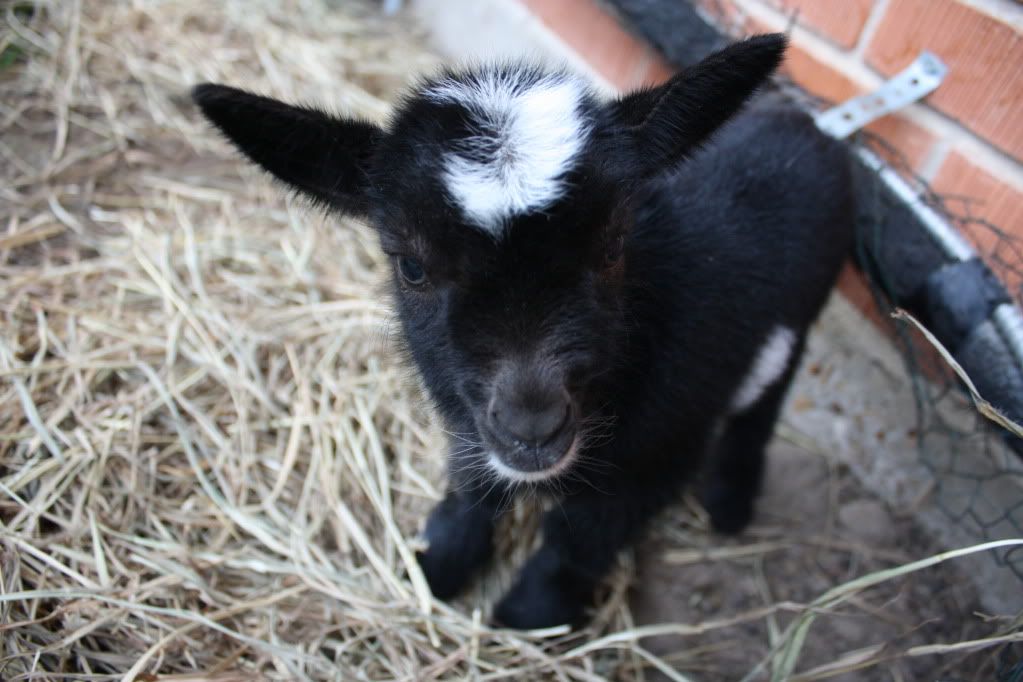 My first kidding with IO! Twins born 11.28.10 HUGE PICS! - Goats