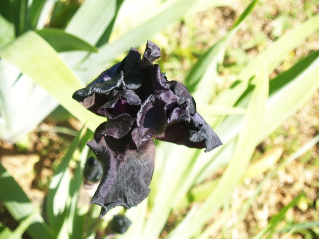 2010 "Black" Iris