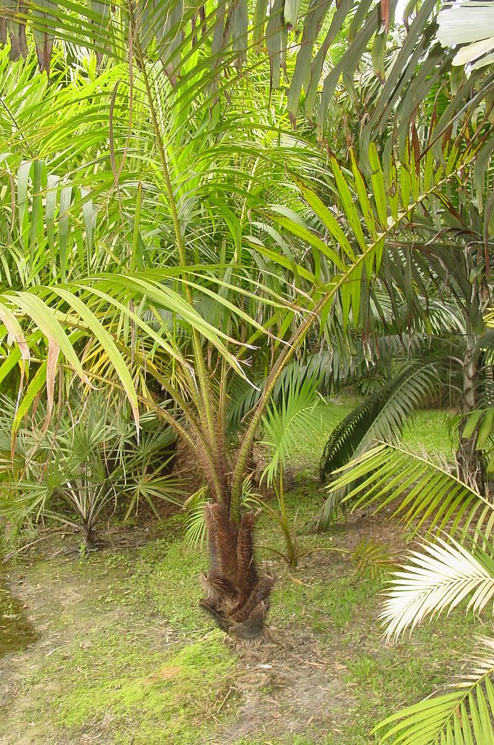 PlantzNyard003-1.jpg