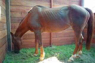 IMGP1953.jpg picture by Horsespiritrescue