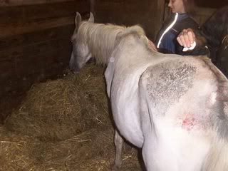 Nala-terug2.jpg picture by Horsespiritrescue