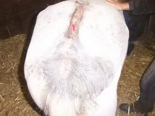 Nala_terug.jpg picture by Horsespiritrescue