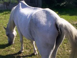 Nalagenezen.jpg picture by Horsespiritrescue