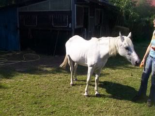 Nalagenezen2.jpg picture by Horsespiritrescue