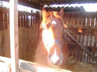 weggelopen paard