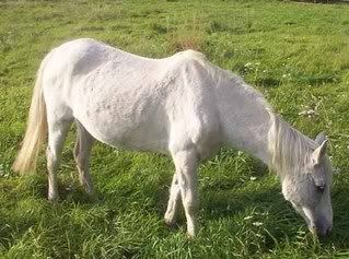 nala3.jpg picture by Horsespiritrescue