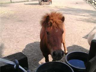 nicky