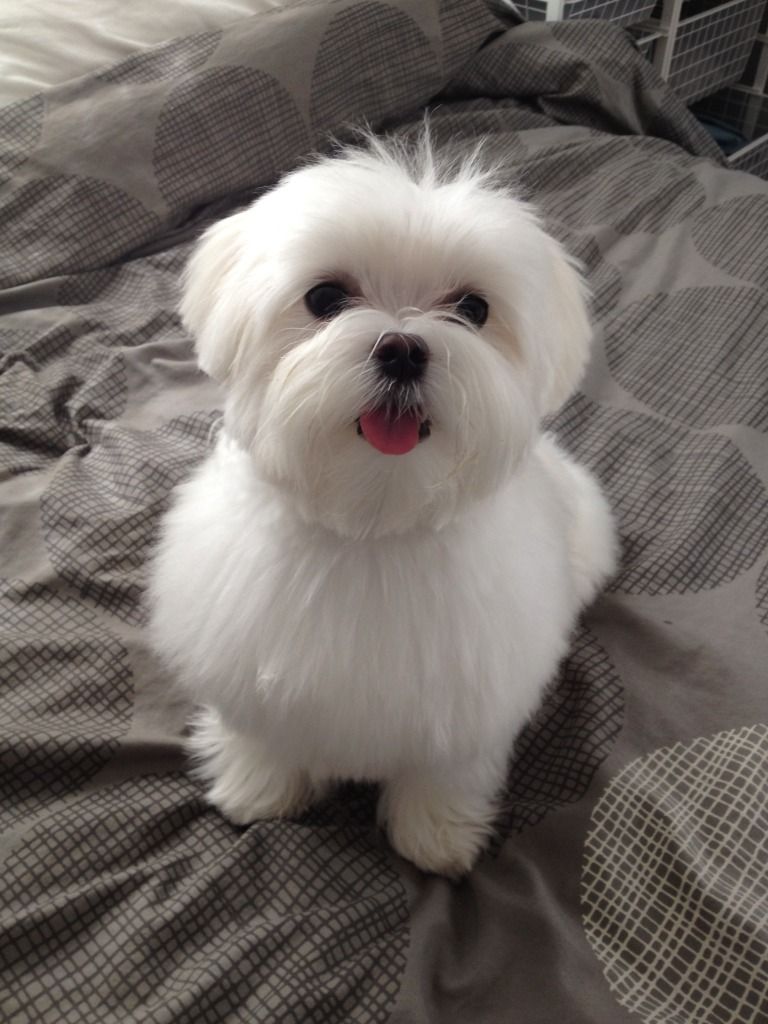 Short Haircut Need Advice Random Pics Maltese Dogs Forum