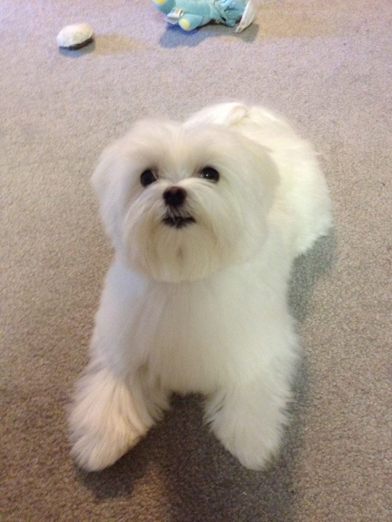 Short Haircut Need Advice Random Pics Maltese Dogs Forum