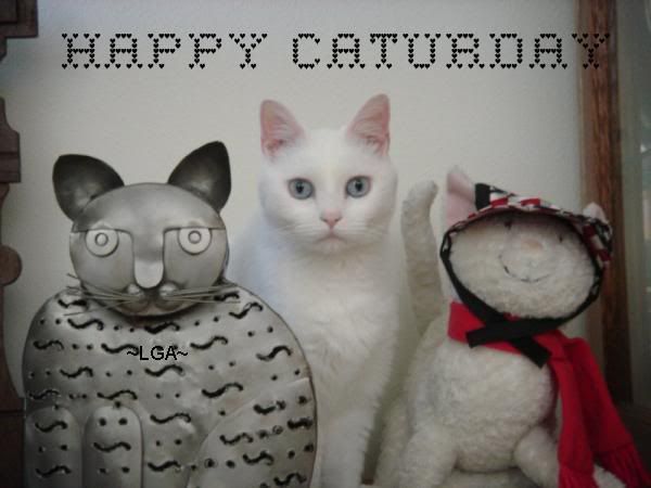 caturday.jpg