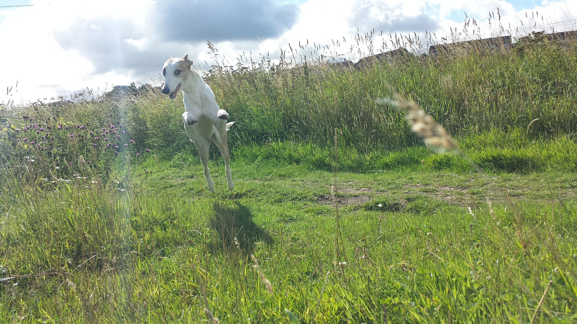 20130811_102305_zps49933a0a.jpg