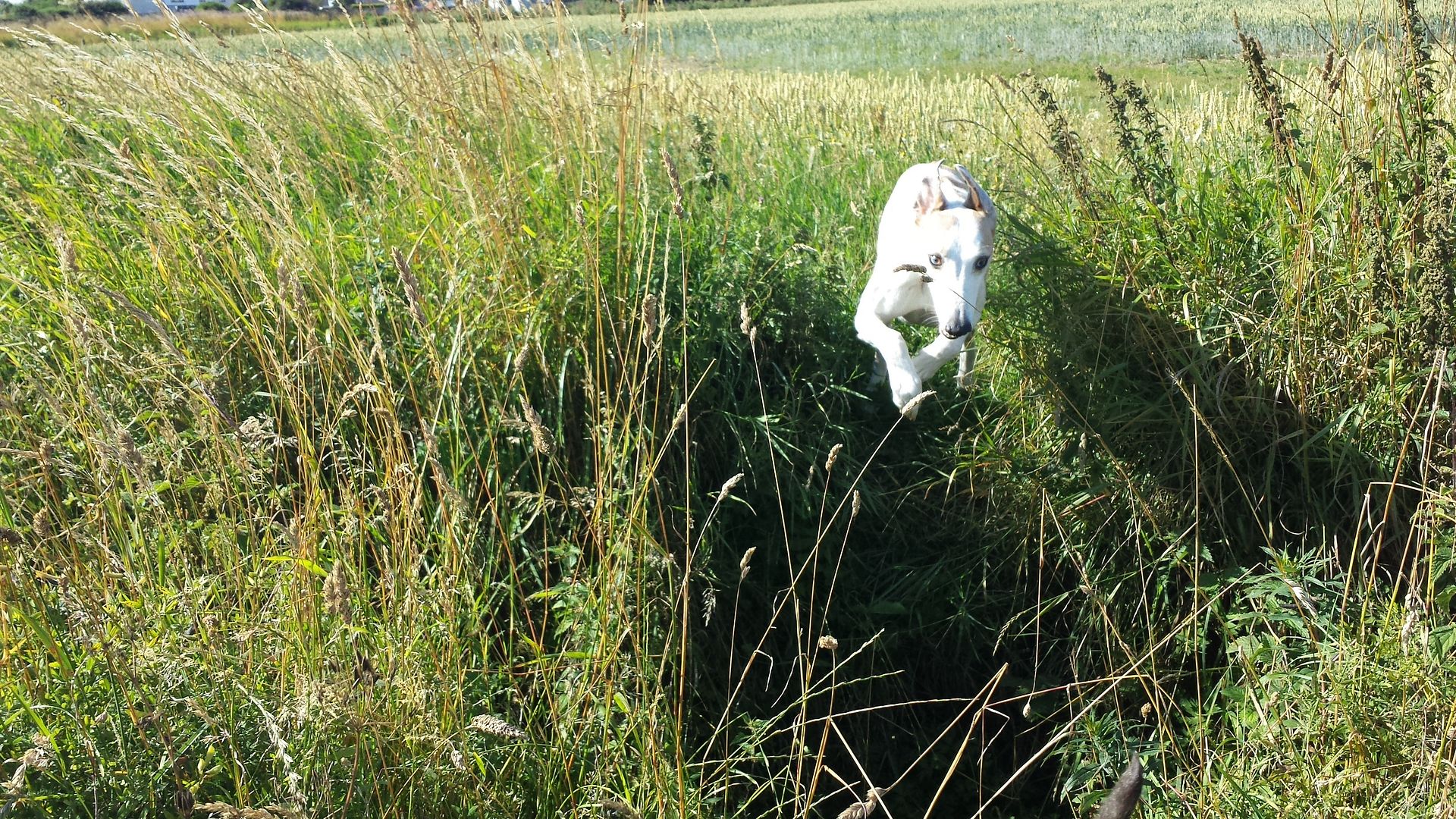 20130811_103026_zps4013f2a5.jpg
