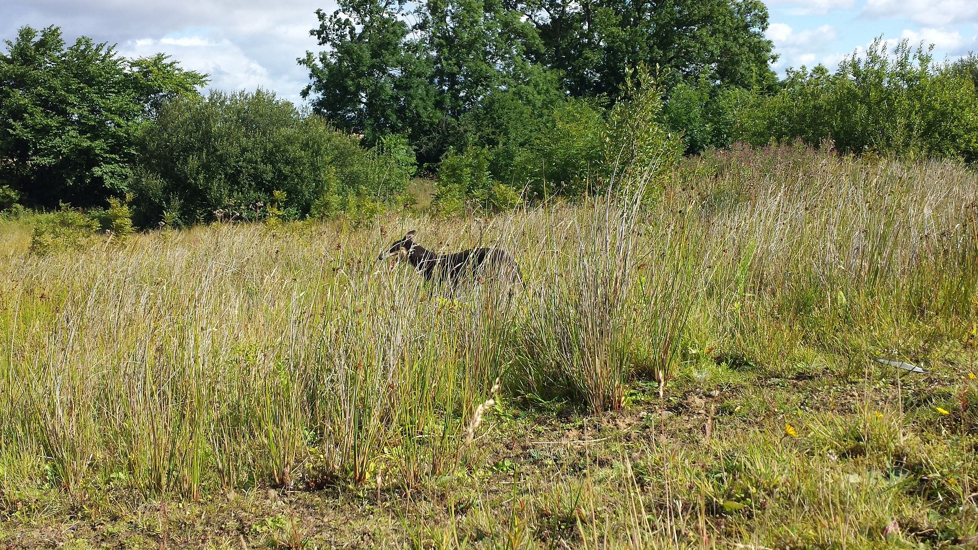 20130811_103702_zps5862d126.jpg