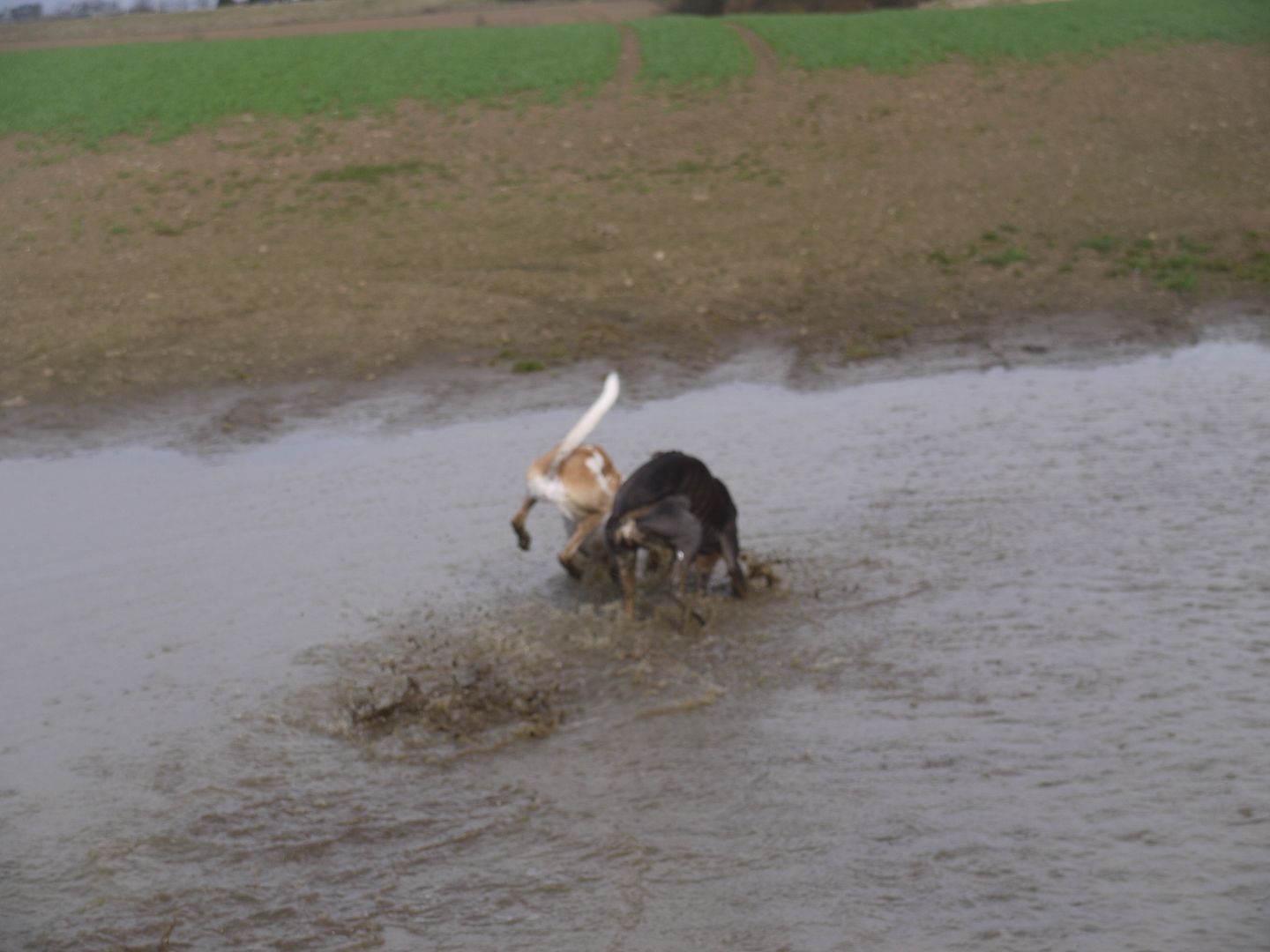 P1010912_zps9c315647.jpg