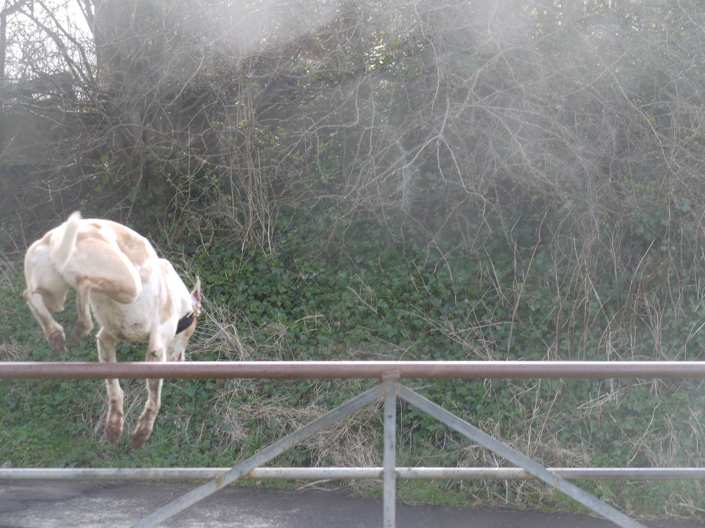P1010931_zps176470c9.jpg