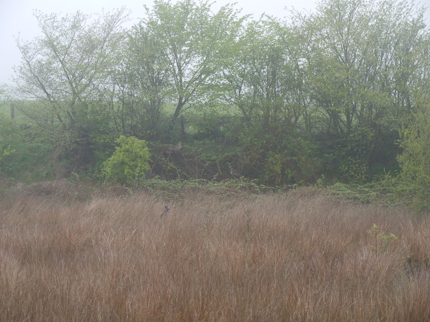 P1010957_zps45f6f887.jpg
