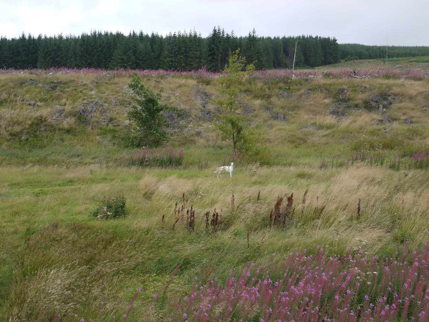 P1020095_zps2495e6c5.jpg