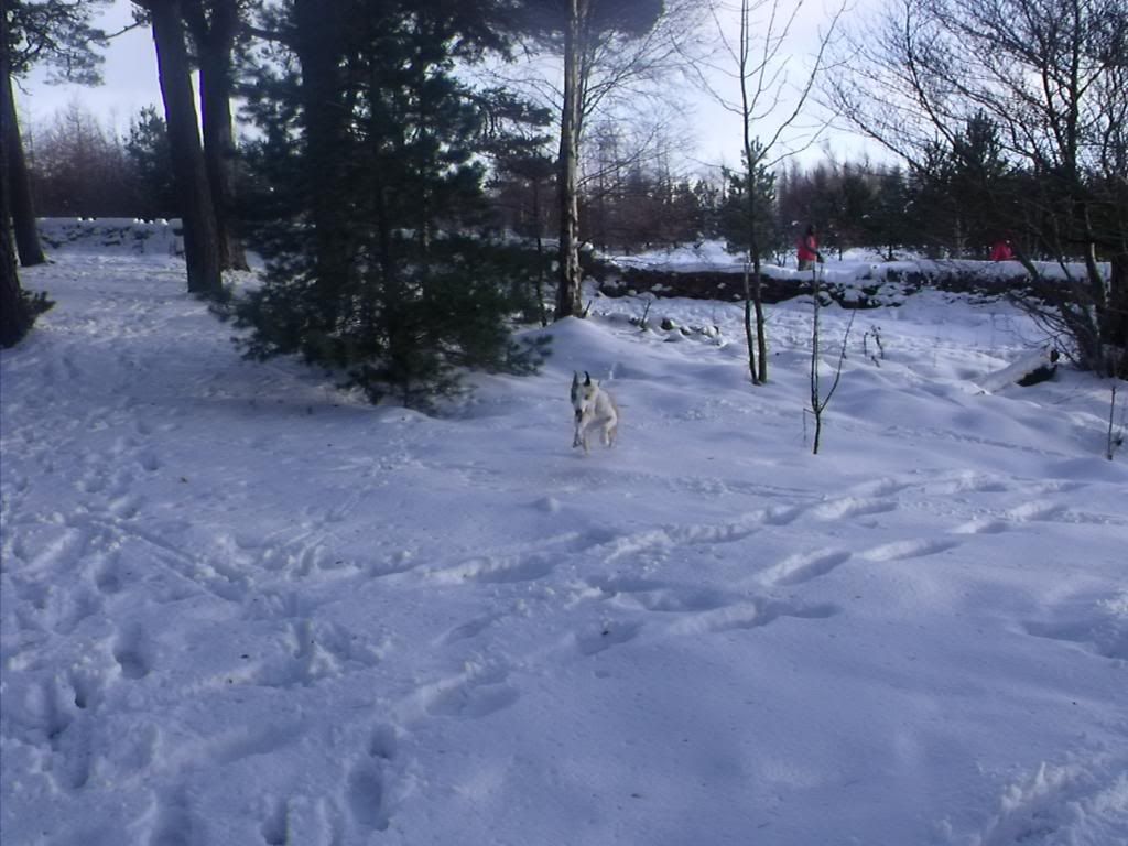 bonaly100110092.jpg