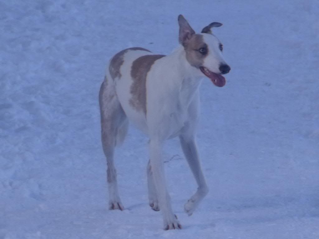 bonaly100110119.jpg