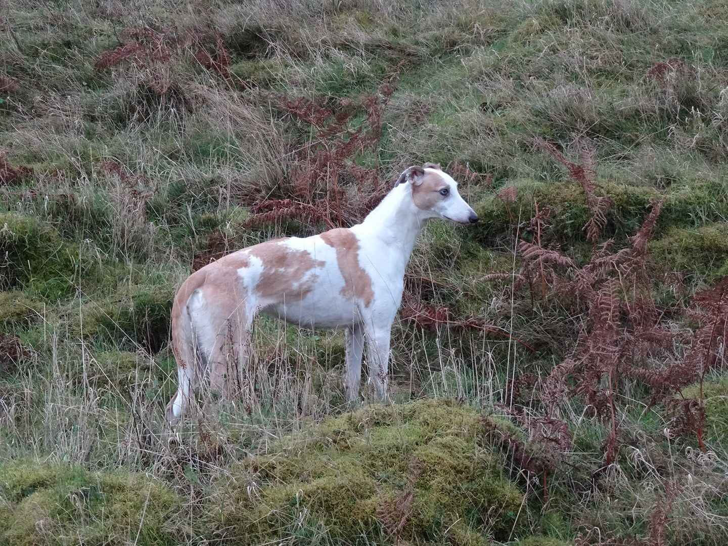 imagejpg13_zps9663284f.jpg