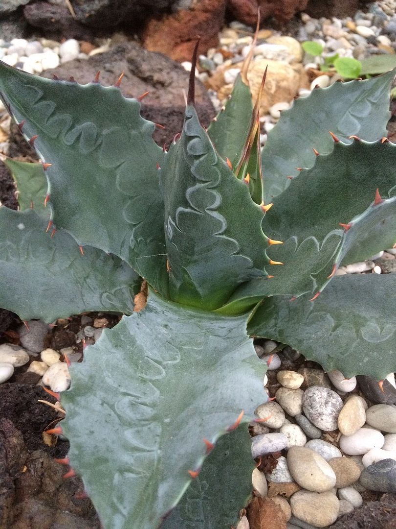 Agave Colorata photo Agave Colorata_zpsb9yttzab.jpg